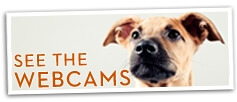 Doggie Webcams