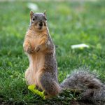 A squirrel is standing up on its hind legs looking across a grassy lawn.