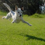 A small dog is bounding across a green lawn with all four legs off the ground like its flying.