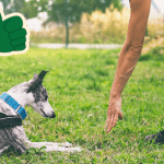 A small dog is bounding across a green lawn with all four legs off the ground like its flying.