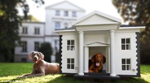 Dachshund in a fancy white dog house with a weimaraner laying next to it