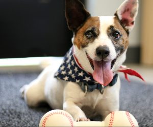 Jack Russell Terrier wearing an American flag bandana laying down with a toy 