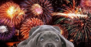 scared gray dog looking up at fireworks