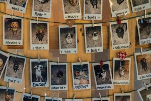 Dozens of photograph of dogs that are waiting to be adopted hang from a display wall 