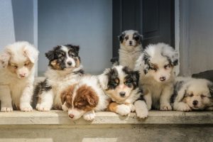 A group of Australian Shepard puppies are on display.