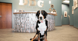 A dog is sitting in the reception area of a daycare and boarding facility, Dog Day Getaway.