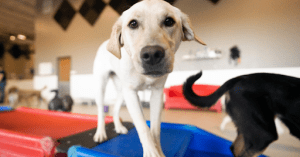 A dog is playing with other dogs at an indoor playground at a daycare and boarding facility, Dog Day Getaway.