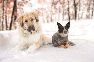Blue Heeler and Anatolian Shepard laying next to each other in the snow