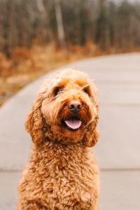 close up of a Goldendoodle sitting on a path