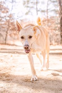 Light colored Shepard mix dog walking with mouth open