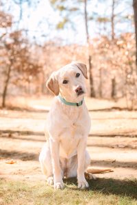 Yellow lab sitting in a field