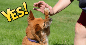 A small dog give its owner a high five. The caption reads YES! 