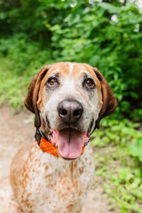 a red tick coon hound sitting down on a dirt path surrounded by trees