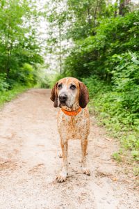 red coon hound standing in woods on dirt path