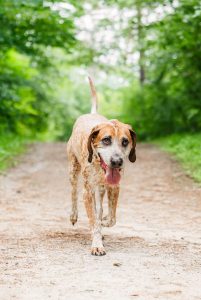 a red tick coon hound walking down a dirt path surrounded by trees