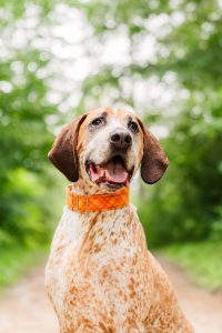 a red tick coon hound sitting down on a dirt path surrounded by trees with his tongue hanging down
