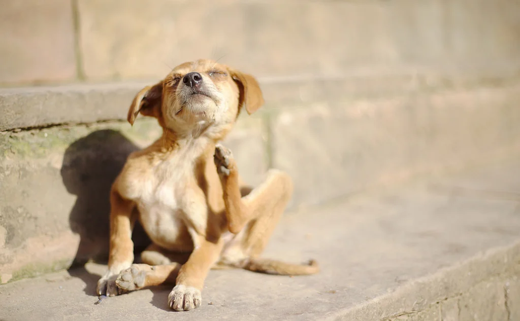 small tan dog scratching in front of a concrete wall