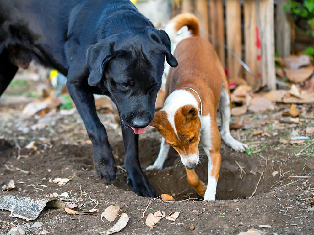 Diging Dog Stop the Craters: Why Dogs Dig (and How to Save Your Yard) - Dog Day ...